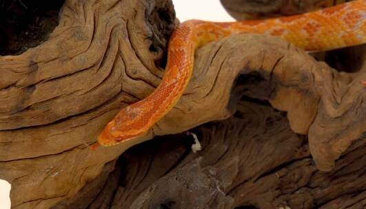 一条黄色蛇在枯树上爬动动物宠物视频素材模板下载