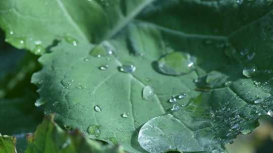 油菜花叶上的水珠