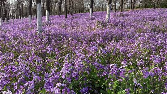 济南卧牛山地质公园二月兰花海，紫色花海