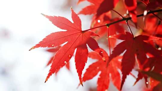 秋分枫叶特写唯美秋景微距视频