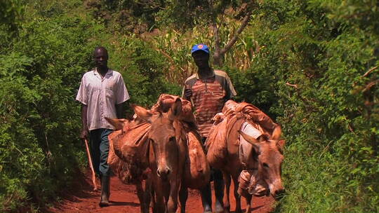 男人带着三头背着背包的驴子穿过树林 