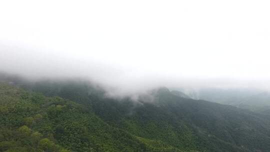 德清县莫干山风景区云海竹海上帝视角