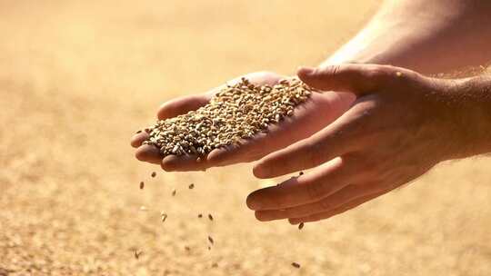 双手捧起麦子粮食水稻