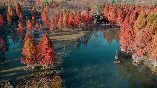 冬季水杉红色树叶游客视频素材模板下载