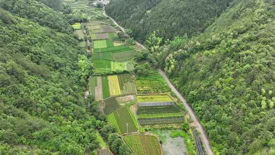 浙江松阳茶田茶山航拍