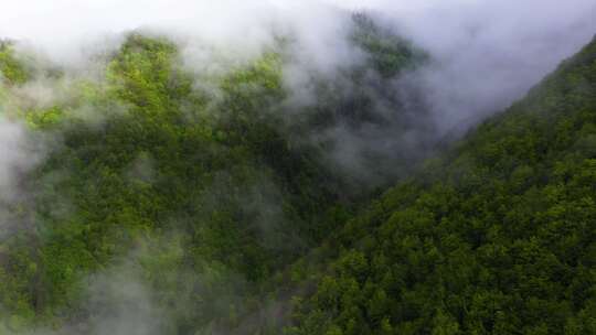 空中：雾蒙蒙的山腰森林，低矮的云雾笼罩着