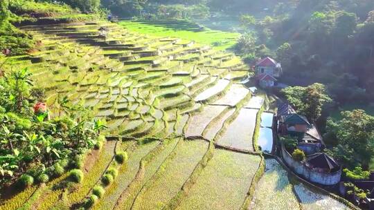 航拍自然农业种植农田田园风光绿色庄稼地