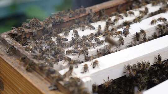 养蜂人仔细检查装满蜜蜂和蜂蜜的框架。