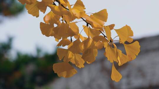 北京秋天的银杏树叶