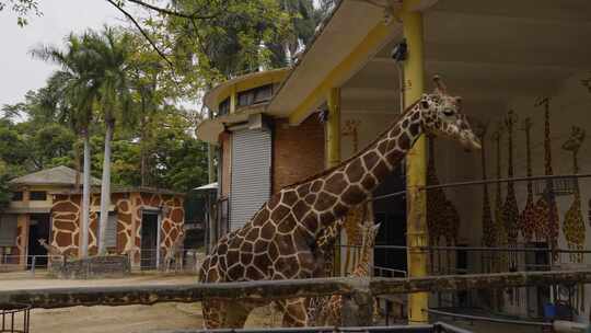 2024广州动物园游览长颈鹿