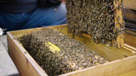养蜂人在养蜂场忙碌饲养蜜蜂视频素材模板下载