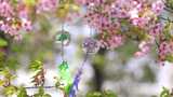樱花 树下飘动的 风铃特写 风铃高清在线视频素材下载