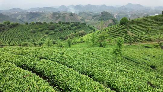 大片绿色茶园的自然风光