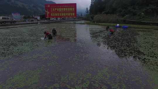 雷波马湖莼菜