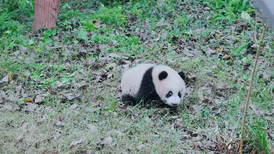 熊猫宝宝草地爬行视频合集