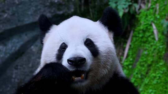国宝大熊猫吃竹叶视频素材模板下载