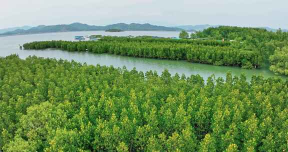 盐洲红树林保护区惠东候鸟白沙村