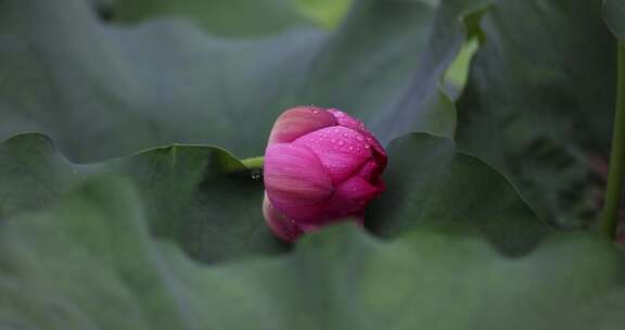 杭州西湖雨中荷花视频