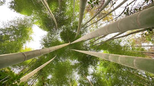 大自然风景美丽的竹海竹林竹子枝繁叶茂