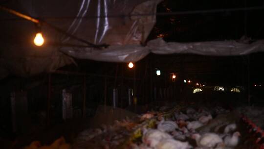 养鸡场饲养白羽鸡环境 (7)视频素材模板下载