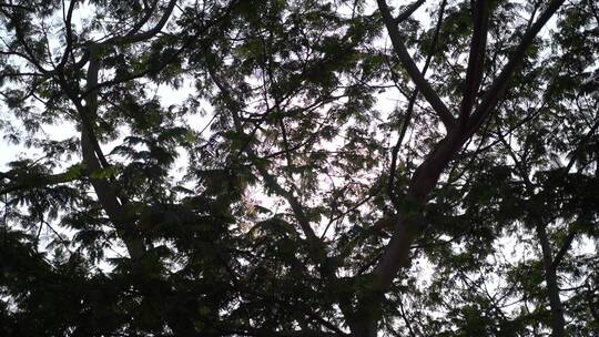 阳光树林树木树枝