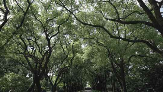 上海西郊宾馆的树林