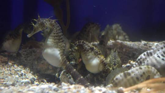 一群海马在水族馆里