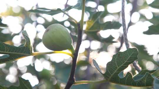 无花果种植成熟的无花果合集