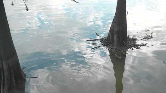 4K水面反射树根