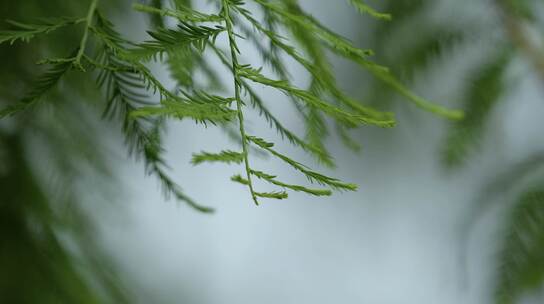 唯美写意的的绿色树叶高清在线视频素材下载