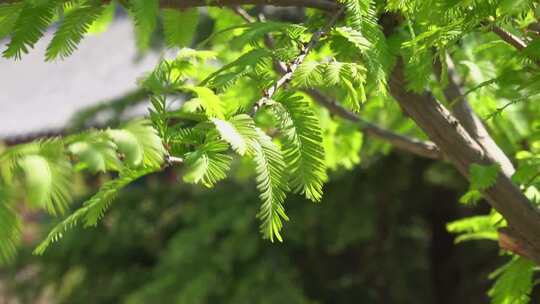 阳光植物希望森林树林树大自然