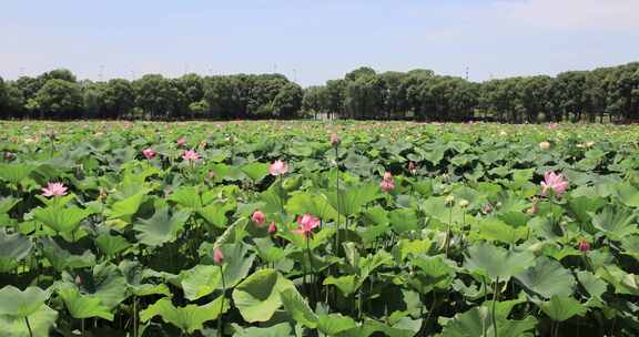 夏天苏州荷塘月色公园荷花荷叶公园景观