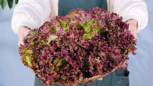 新鲜紫生菜