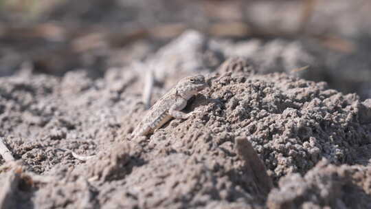 4K视频素材戈壁滩沙漠中的蜥蜴