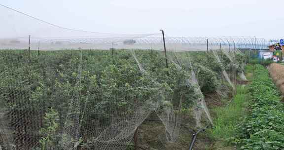 大型蓝莓种植基地采摘蓝莓 常州溧阳曹山