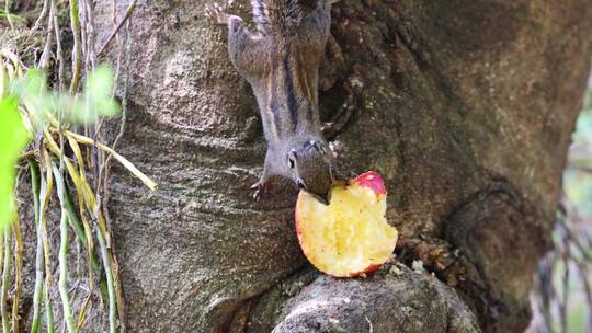 松鼠在树上啃食苹果