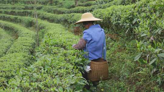 茶园里茶农在采茶叶