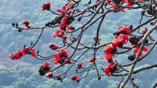 枝头盛开的木棉花特写