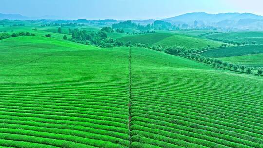 4K贵州遵义湄潭茶海航拍