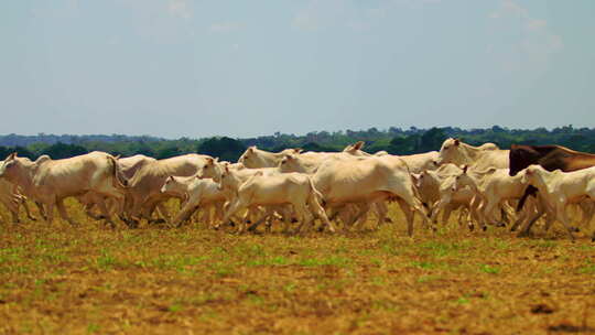 一群牛在干燥的田野里奔跑的电影平移镜头