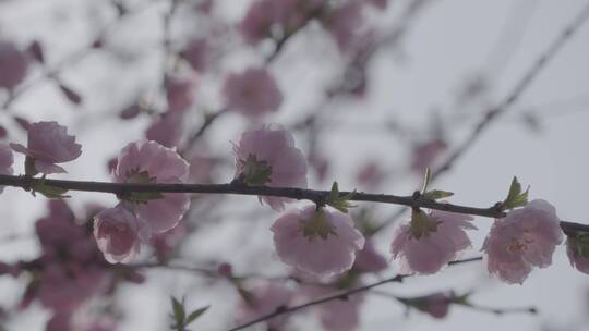 桃花盛开LOG视频素材