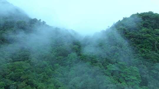 热带雨林