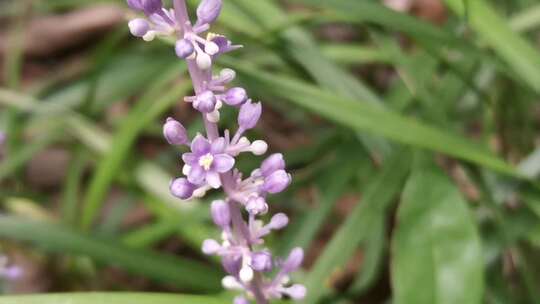 近距离实拍大自然的搬运工蜜蜂采蜜