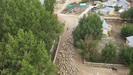 内地新疆居民放羊赶羊群回家航拍视频