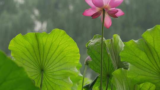 夏季公园荷花盛开唯美花瓣