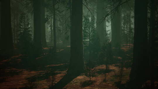 红杉森林高耸树木的雄伟灌木丛黑暗森林
