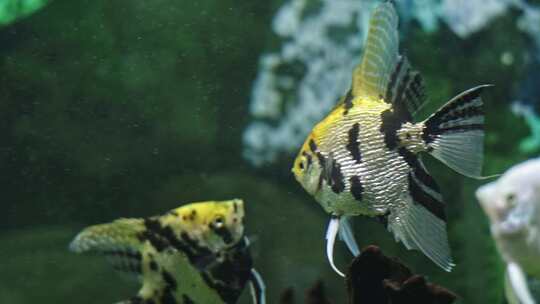 神仙鱼水族馆鱼类热带鱼特写