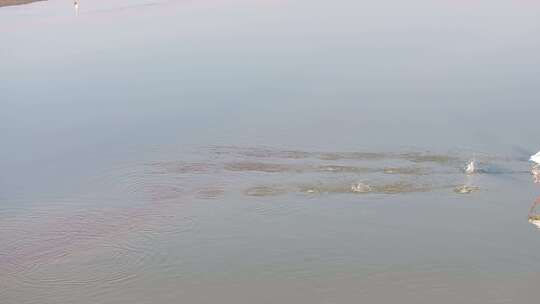 鄱阳湖鸟越冬航拍