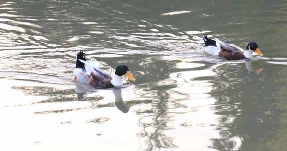 鸭子戏水游泳阳光湖水