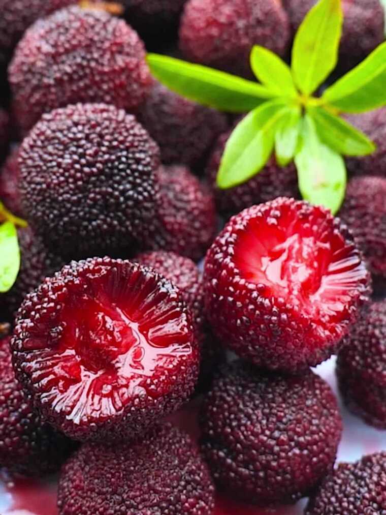 杨梅鲜果东魁杨梅水果新鲜多汁